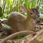 Maybelle Romaguera Profile Picture