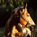 Nestor Schmidt Profile Picture