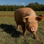 Clovis Nicolas Profile Picture