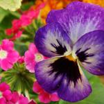 Vivian Schumm Profile Picture