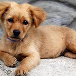 Remington Mayer Profile Picture