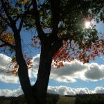 Felipa Lebsack Profile Picture