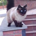 Adelbert Pouros Profile Picture