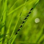 Citlalli Champlin Profile Picture