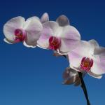 Pearl Kuphal Profile Picture